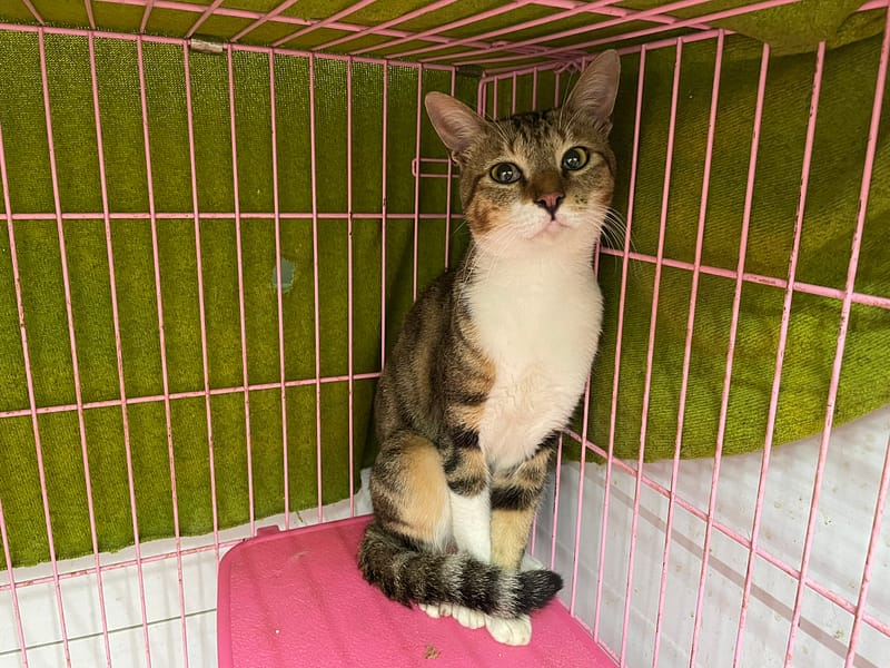 【待認養】混種貓 貓 (男生) - 臺北市動物之家