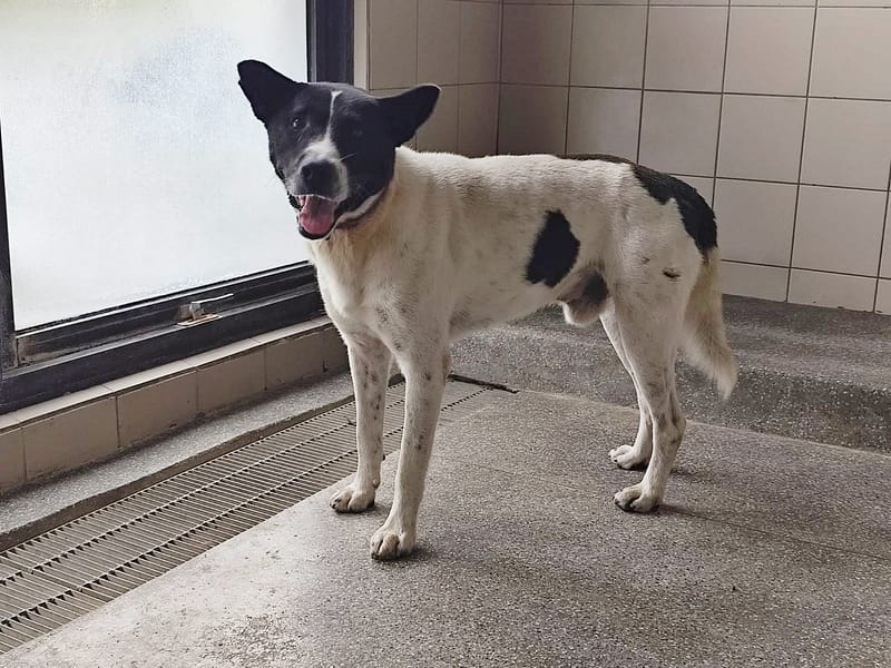 【待認養】混種犬 狗 (男生) - 高雄市燕巢動物保護關愛園區