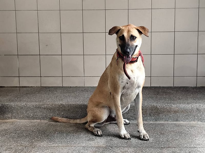 【待認養】混種犬 狗 (男生) - 高雄市燕巢動物保護關愛園區