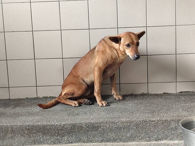【待認養】混種犬 狗 (男生) - 高雄市燕巢動物保護關愛園區