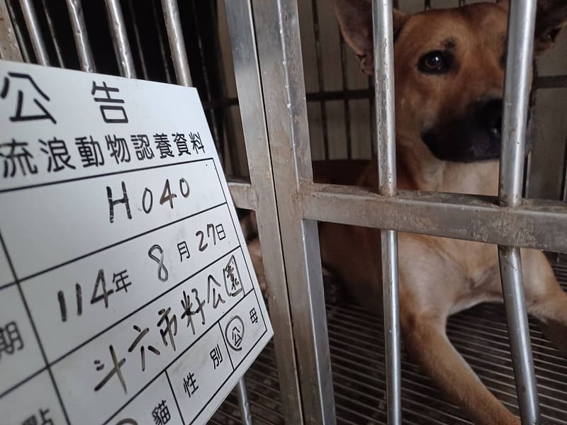 【待認養】混種犬 狗 (男生) - 雲林縣流浪動物收容所