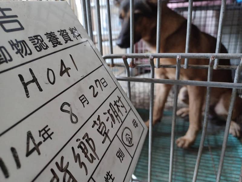 【待認養】混種犬 狗 (男生) - 雲林縣流浪動物收容所