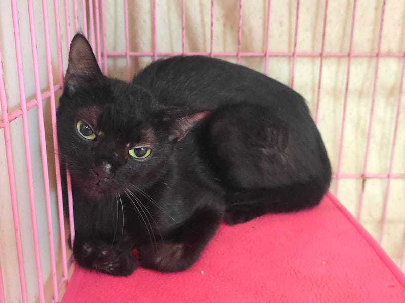 【待認養】混種貓 貓 (女生) - 臺北市動物之家