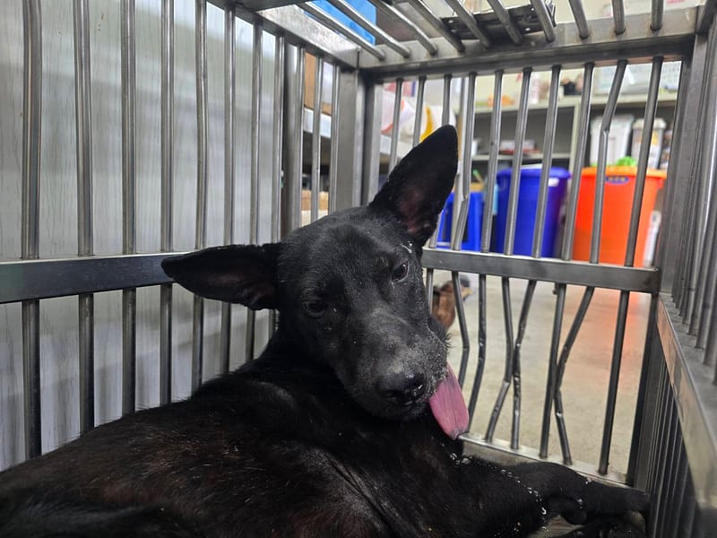 【待認養】混種犬 狗 (男生) - 臺北市動物之家