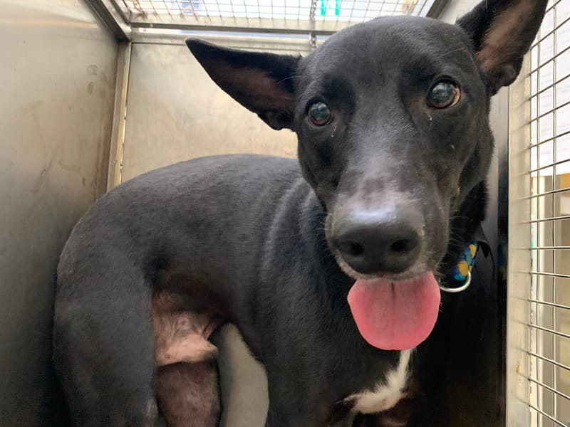 【待認養】混種犬 狗 (男生) - 臺北市動物之家