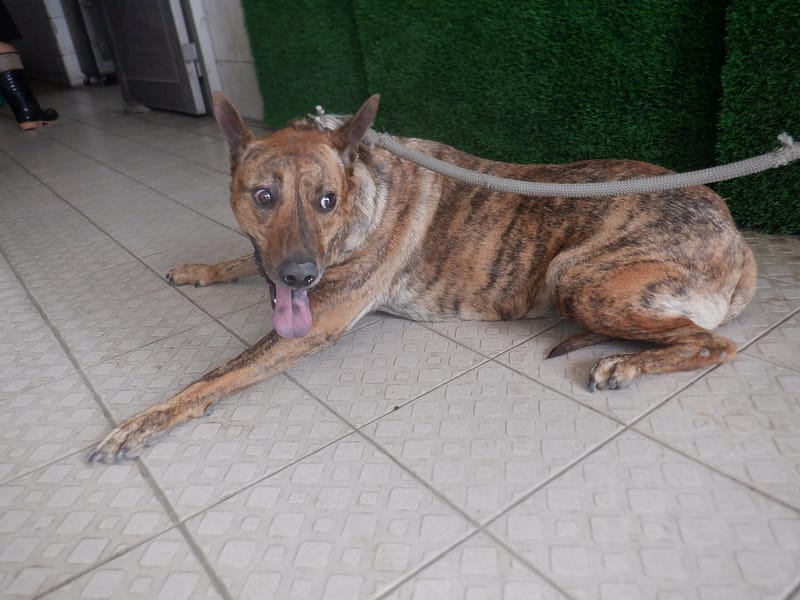 【待認養】混種犬 狗 (男生) - 南投縣公立動物收容所