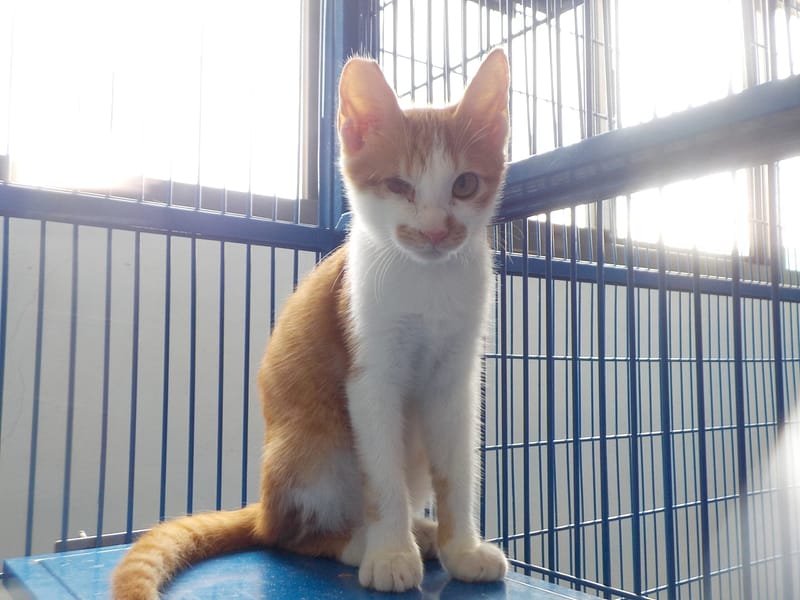 【待認養】混種貓 貓 (男生) - 南投縣公立動物收容所