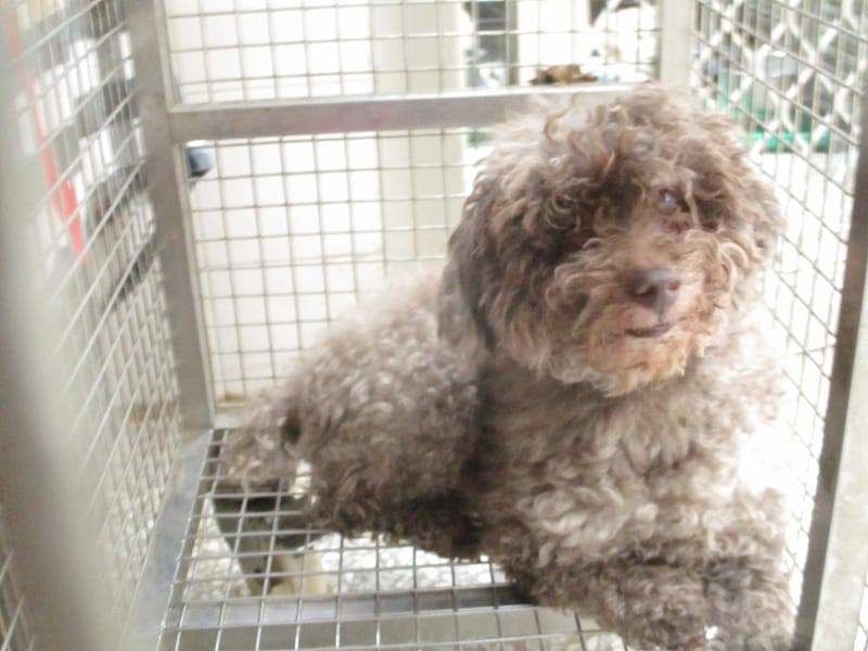 【待認養】貴賓犬 狗 (男生) - 高雄市壽山動物保護教育園區