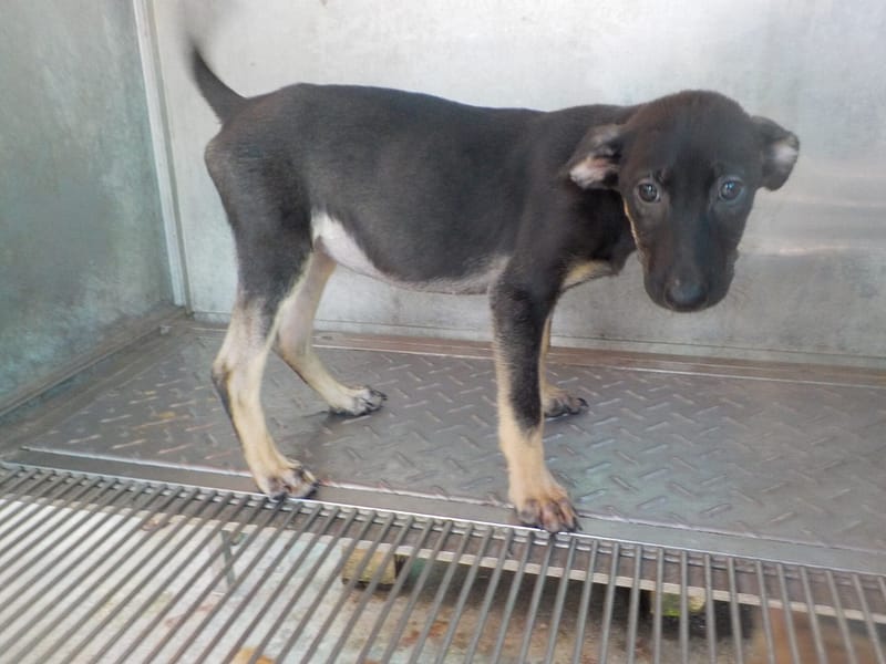 【待認養】混種犬 狗 (女生) - 南投縣公立動物收容所