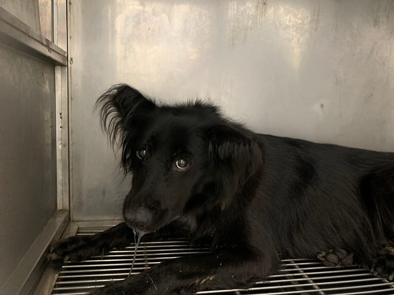 【待認養】混種犬 狗 (女生) - 臺北市動物之家