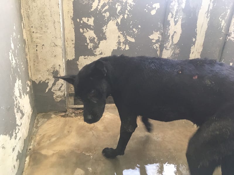 【待認養】混種犬 狗 (男生) - 新竹市動物保護教育園區