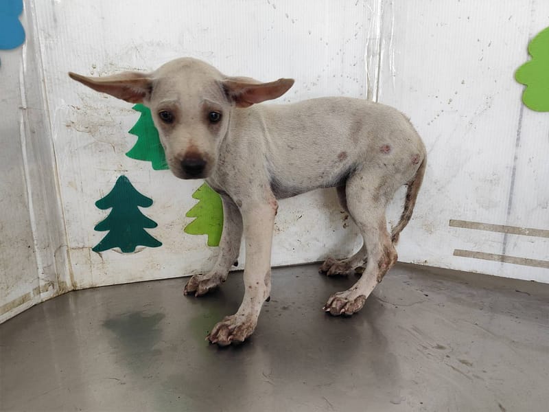 【待認養】混種犬 狗 (女生) - 高雄市燕巢動物保護關愛園區