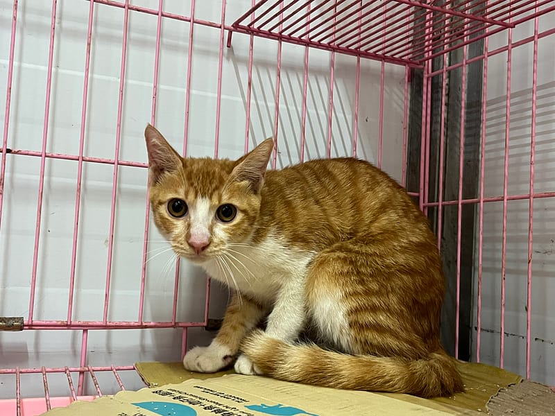 【待認養】混種貓 貓 (男生) - 臺北市動物之家