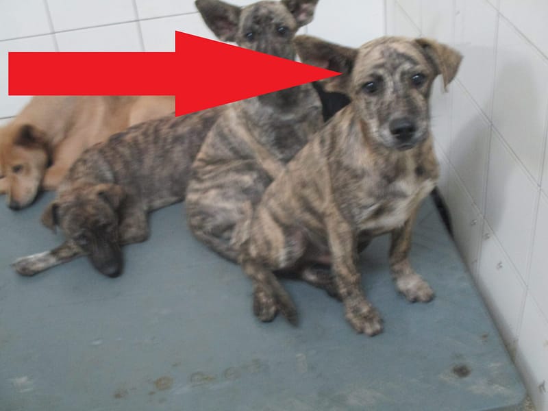 【待認養】混種犬 狗 (男生) - 高雄市壽山動物保護教育園區