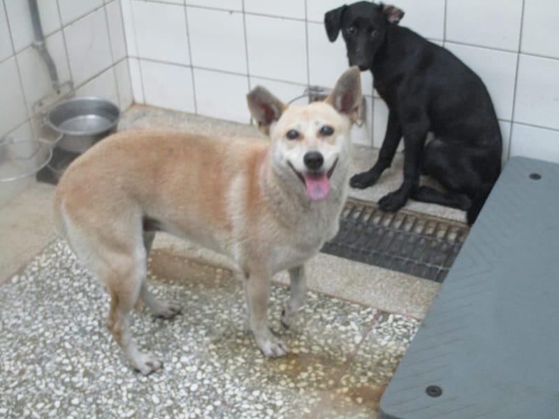 【待認養】混種犬 狗 (女生) - 高雄市壽山動物保護教育園區