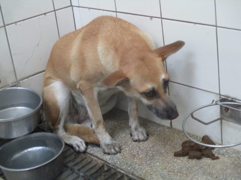 【待認養】混種犬 狗 (女生) - 高雄市壽山動物保護教育園區