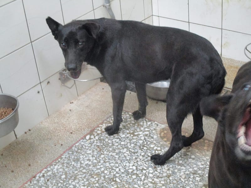 【待認養】混種犬 狗 (女生) - 高雄市壽山動物保護教育園區