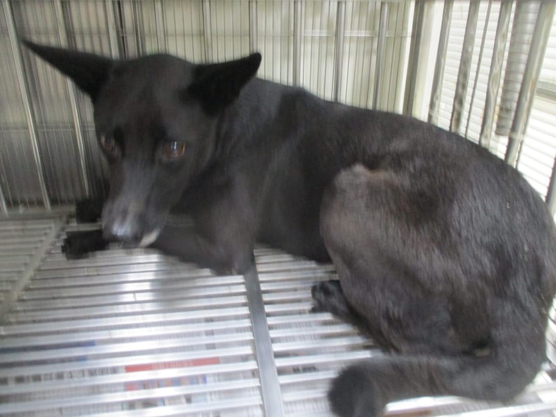 【待認養】混種犬 狗 (女生) - 高雄市壽山動物保護教育園區