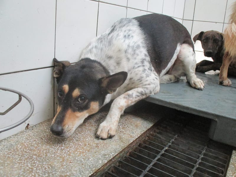 【待認養】混種犬 狗 (女生) - 高雄市壽山動物保護教育園區