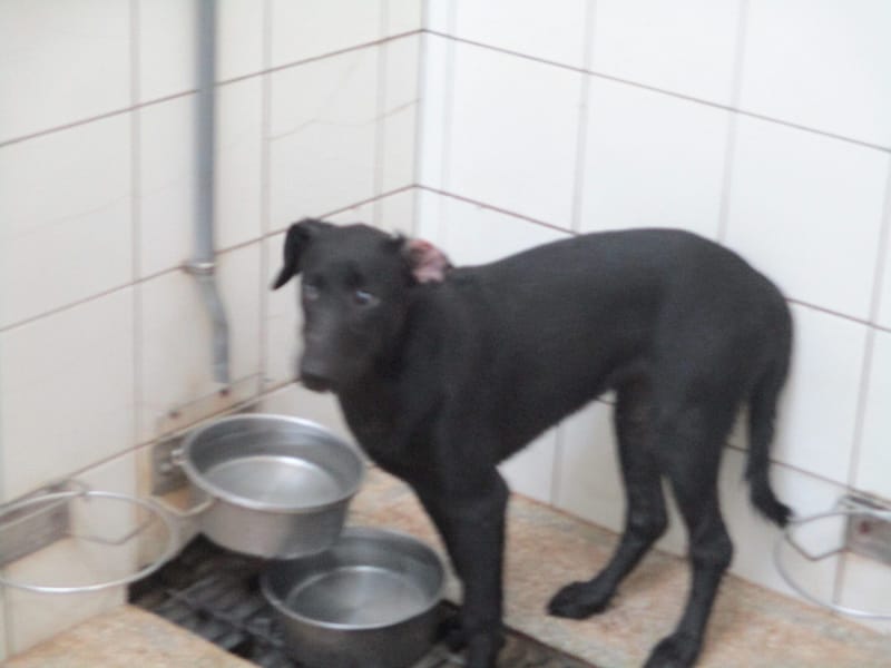 【待認養】混種犬 狗 (女生) - 高雄市壽山動物保護教育園區