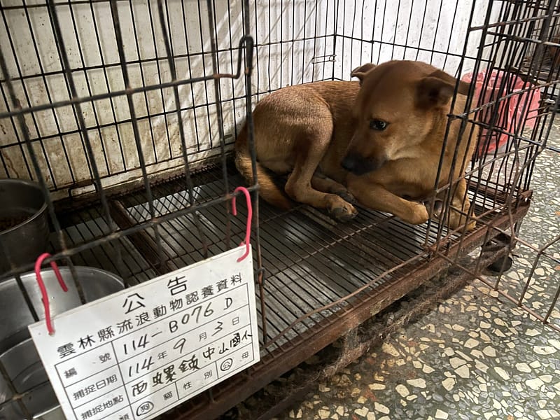 【待認養】混種犬 狗 (男生) - 雲林縣流浪動物收容所