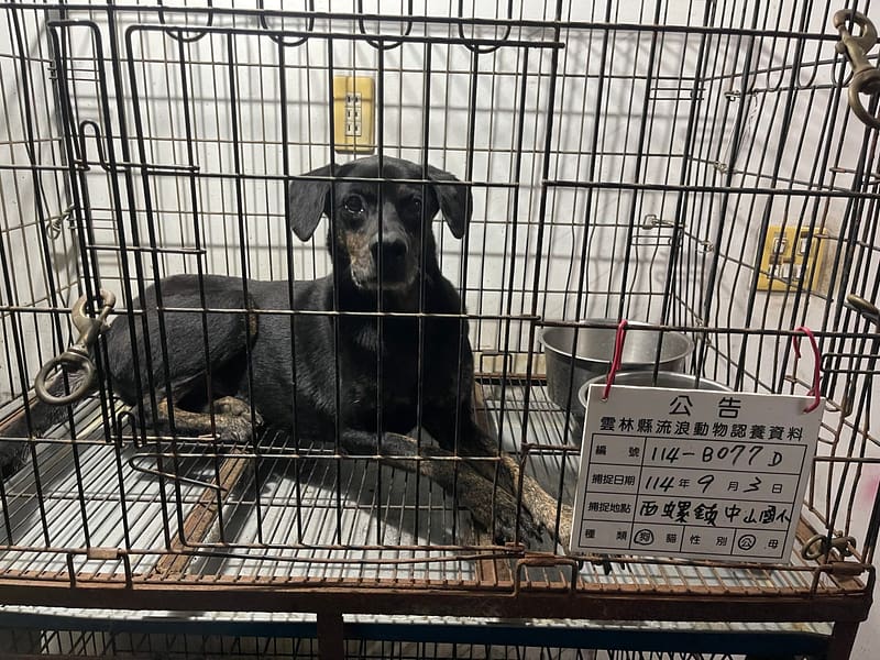 【待認養】混種犬 狗 (男生) - 雲林縣流浪動物收容所