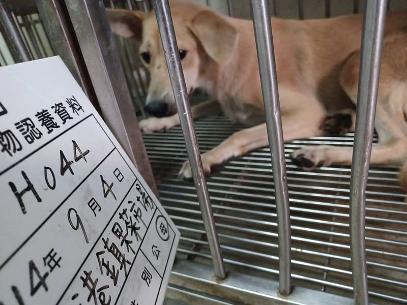 【待認養】混種犬 狗 (女生) - 雲林縣流浪動物收容所