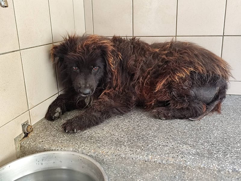 【待認養】混種犬 狗 (女生) - 高雄市燕巢動物保護關愛園區