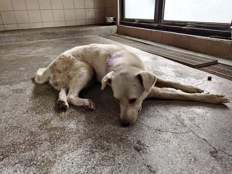 【待認養】混種犬 狗 (女生) - 高雄市燕巢動物保護關愛園區
