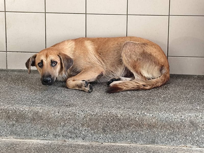 【待認養】混種犬 狗 (女生) - 高雄市燕巢動物保護關愛園區