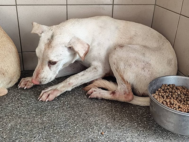 【待認養】混種犬 狗 (女生) - 高雄市燕巢動物保護關愛園區