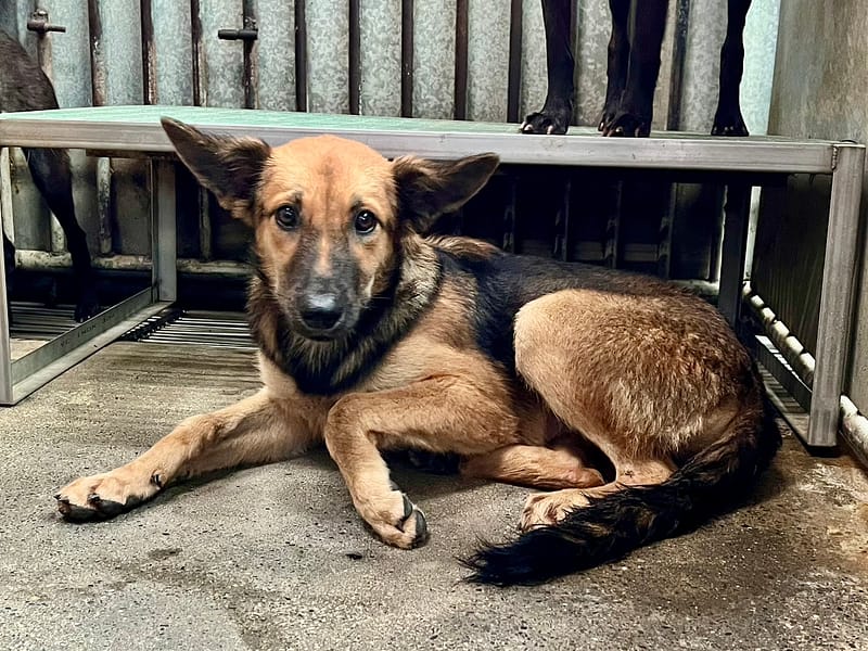 【待認養】混種犬 狗 (女生) - 彰化縣流浪狗中途之家