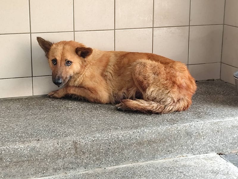 【待認養】混種犬 狗 (女生) - 高雄市燕巢動物保護關愛園區