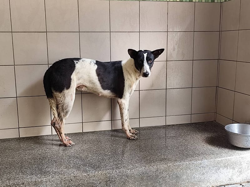 【待認養】混種犬 狗 (女生) - 高雄市燕巢動物保護關愛園區