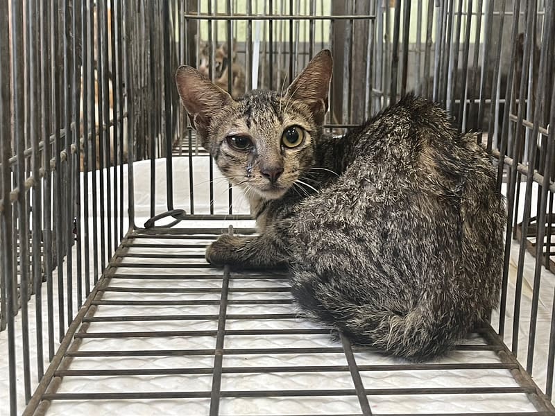 【待認養】混種貓 貓 (男生) - 金門縣動物收容中心