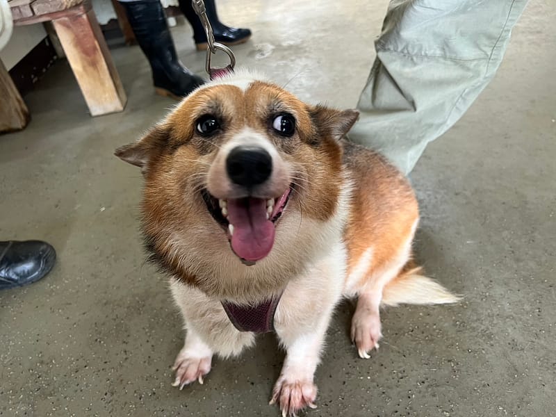 【待認養】威爾斯柯基犬 狗 (女生) - 桃園市動物保護教育園區
