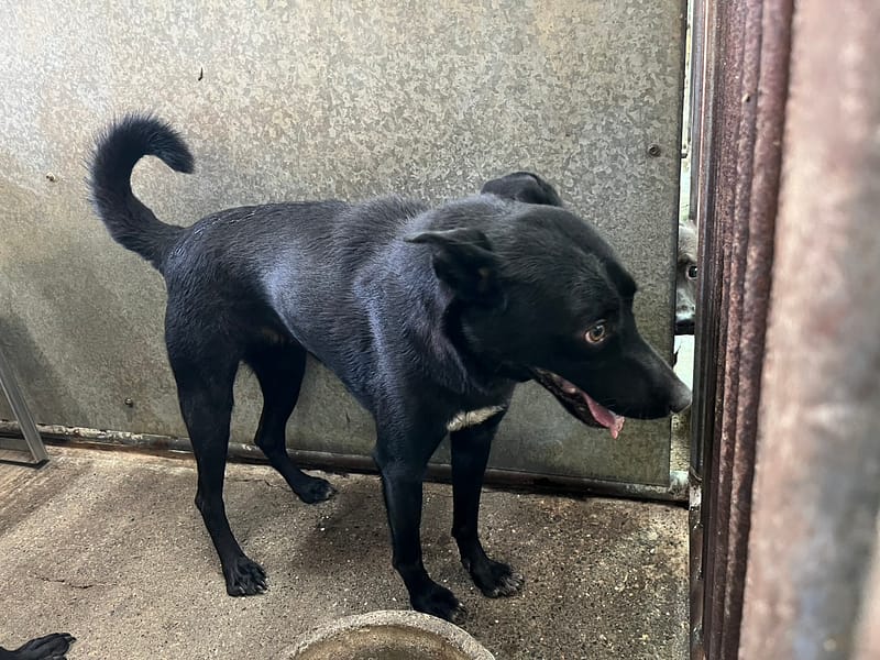 【待認養】混種犬 狗 (女生) - 彰化縣流浪狗中途之家