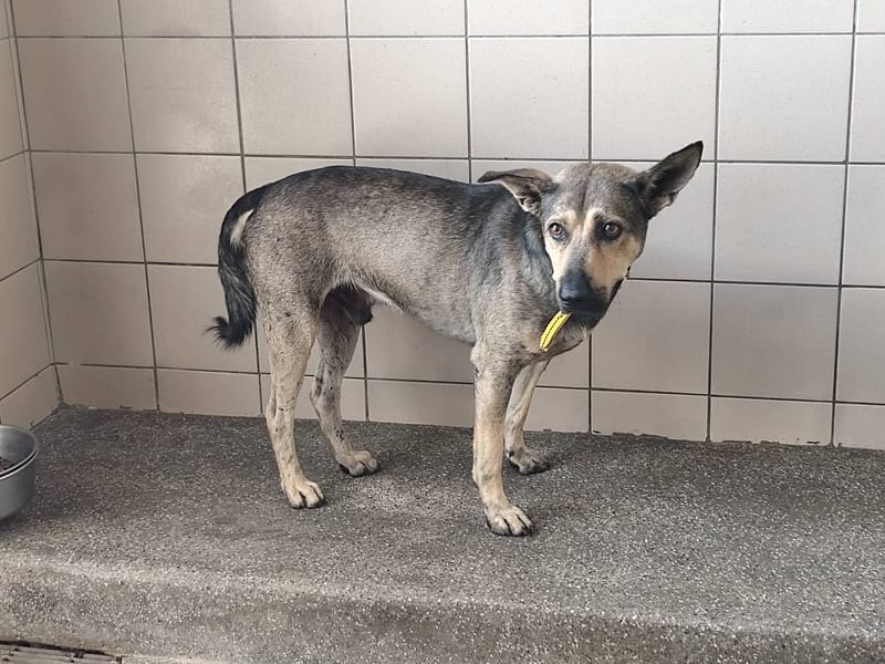 【待認養】混種犬 狗 (男生) - 高雄市燕巢動物保護關愛園區