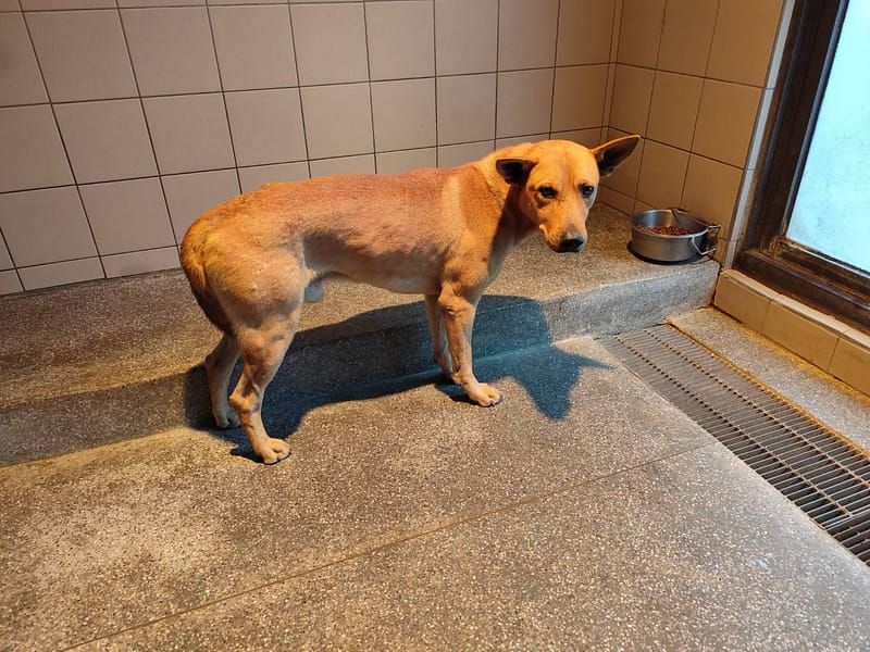 【待認養】混種犬 狗 (男生) - 高雄市燕巢動物保護關愛園區