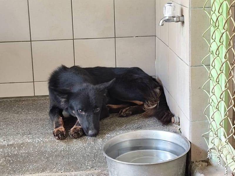 【待認養】混種犬 狗 (女生) - 高雄市燕巢動物保護關愛園區