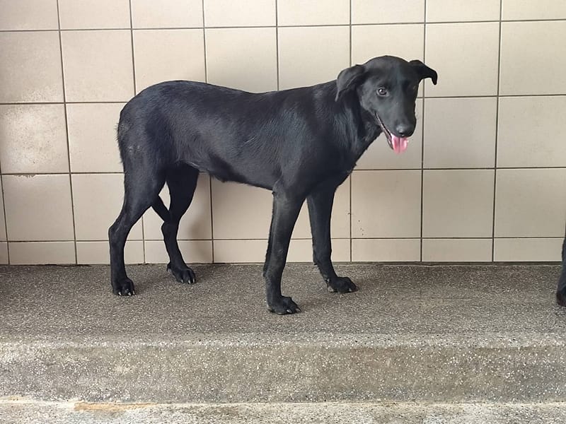 【待認養】混種犬 狗 (女生) - 高雄市燕巢動物保護關愛園區