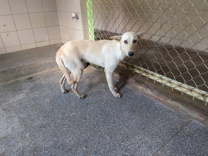 【待認養】混種犬 狗 (女生) - 高雄市燕巢動物保護關愛園區