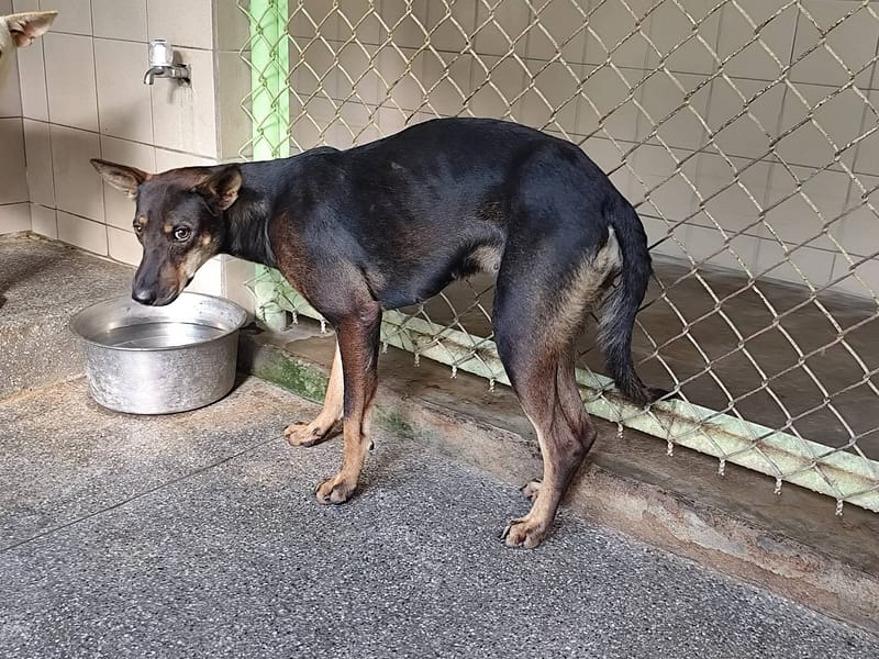 【待認養】混種犬 狗 (女生) - 高雄市燕巢動物保護關愛園區