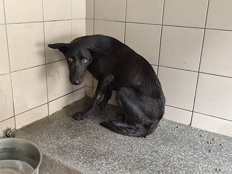 【待認養】混種犬 狗 (女生) - 高雄市燕巢動物保護關愛園區