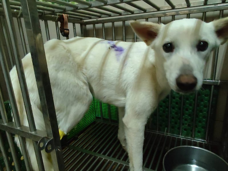 【待認養】混種犬 狗 (女生) - 高雄市燕巢動物保護關愛園區