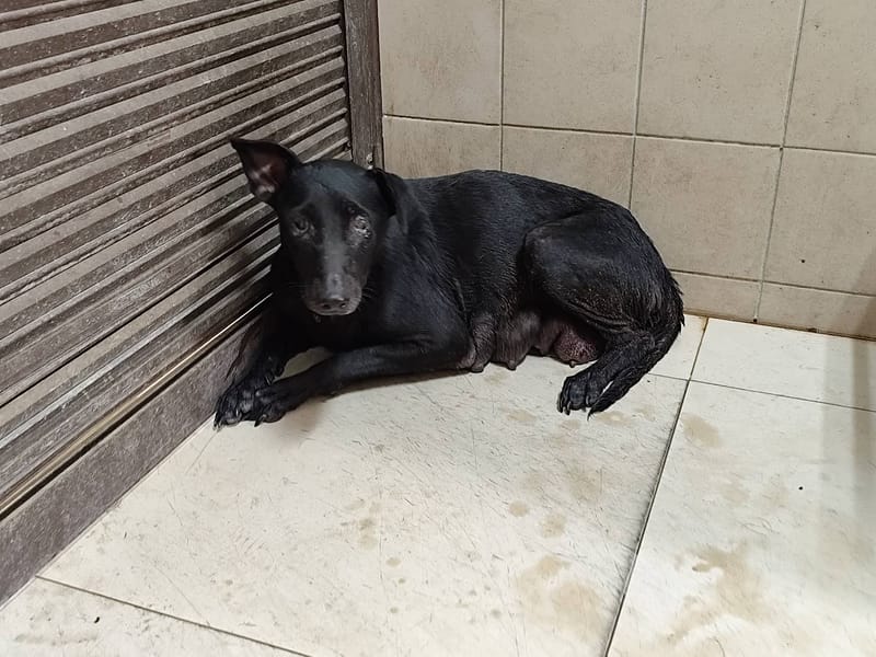 【待認養】混種犬 狗 (女生) - 高雄市燕巢動物保護關愛園區