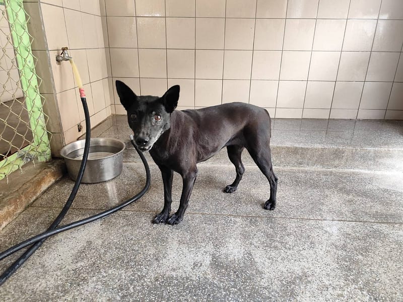 【待認養】混種犬 狗 (女生) - 高雄市燕巢動物保護關愛園區