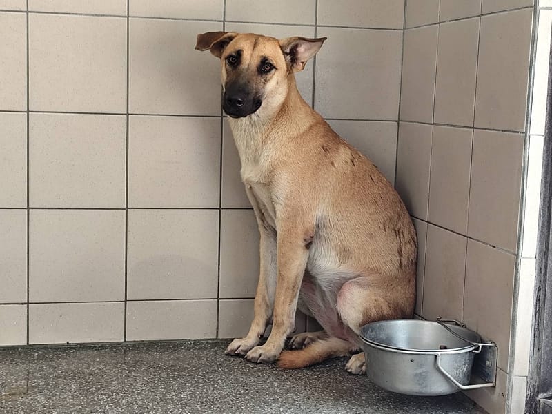 【待認養】混種犬 狗 (女生) - 高雄市燕巢動物保護關愛園區