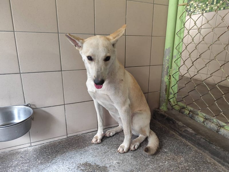 【待認養】混種犬 狗 (女生) - 高雄市燕巢動物保護關愛園區