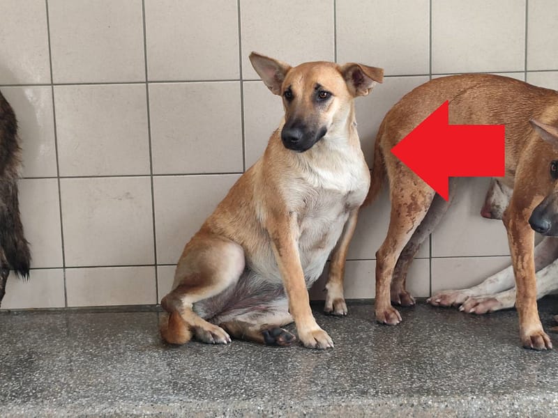 【待認養】混種犬 狗 (女生) - 高雄市燕巢動物保護關愛園區